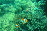 カクレクマノミも：クリックで拡大
