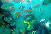 魚群に囲まれる：クリックで拡大