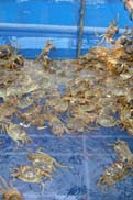 生け簀の中は蟹だらけ：クリックで拡大
