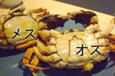 雌雄の見分け方：クリックで拡大