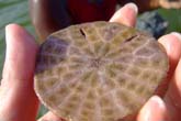 海の少女たち