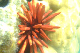 Piscine Naturelle