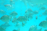 Piscine Naturelle