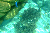 Piscine Naturelle