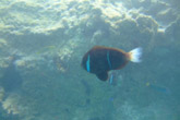 Piscine Naturelle