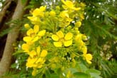 NCの花たち