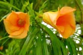 NCの花たち