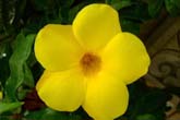NCの花たち