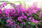 NCの花たち