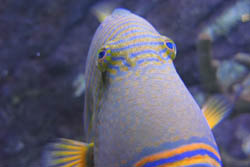 まぬけ魚（仮称）：クリックで拡大