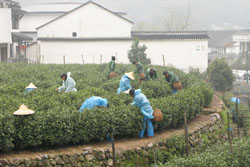 茶摘み風景：クリックで拡大
