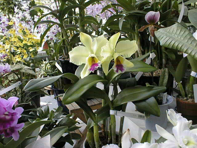 cat04.jpg