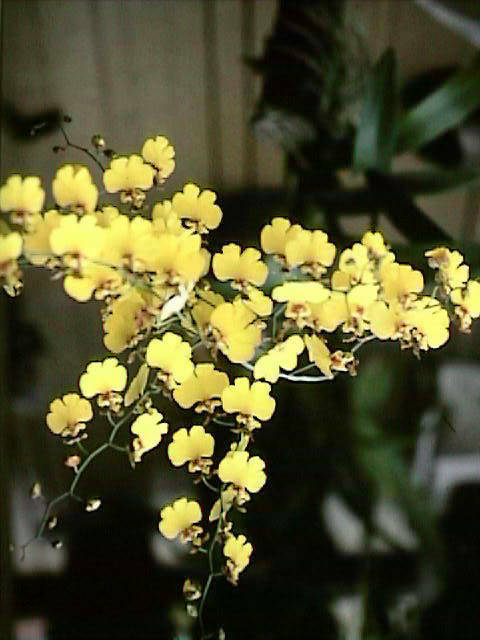 オンジジュームの花
