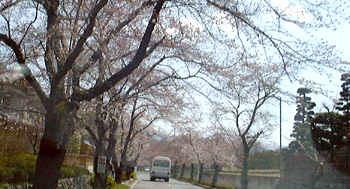 ���������ׂɂQ���ԁB���݂ɒn���ł͖��J�B�����ĂR���B