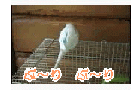 �v���������̃t�@���N���u�E�����