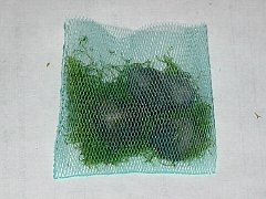 NbNƑ傫Ȃ܂