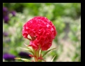 �P�C�g�E