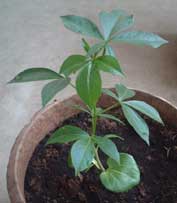 �o�I�o�u�̉�i2005.9.26�j