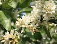 ミカンの花5月13日