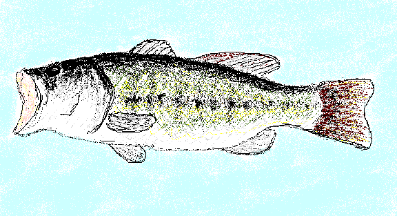 ꂪBassł