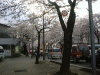 hanami1