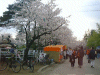 hanami2