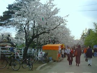 Hanami2