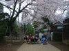 hanami5