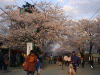 hanami7