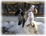 �V�т܂���