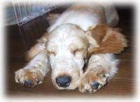 ���킢���|�[�Y