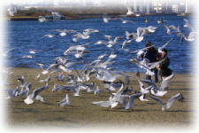 �J�����`���Ƃ񂾁`