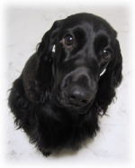 �V�F���[����