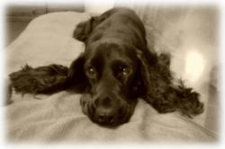 �{�N�������Ƃ����H