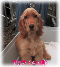 �A�N�A�Ł`��