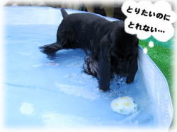 �Ƃ肽���̂�