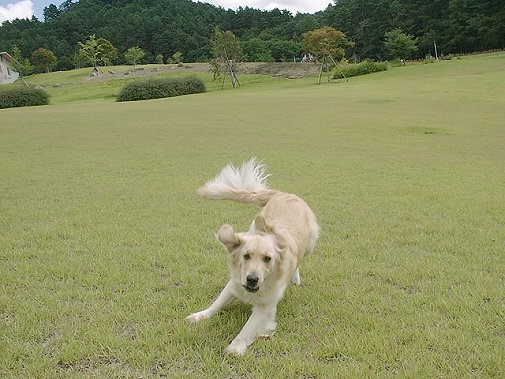 ノーリードで走り放題...(独り占め)