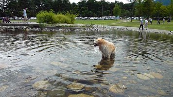 ごめんなさい、つい、水浴びさせてしまった