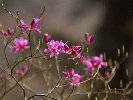 �O���ۂ̃~�c�o�c�c�W