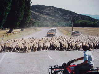羊の多さに驚き!