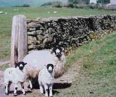 可愛い羊の親子