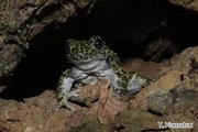 2010年12月4日 オキナワイシカワガエル 沖縄本島北部