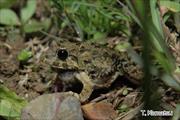 2011年4月27日 ヌマガエル 沖縄本島北部