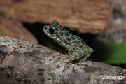 2011年9月26日 オキナワイシカワガエル 沖縄本島北部