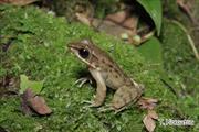 2011年12月14日 ハナサキガエル 沖縄本島北部