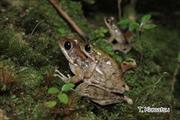 2011年12月14日 ハナサキガエル 沖縄本島北部