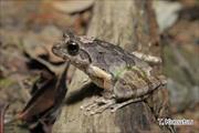 2012年3月6日リュウキュウカジカガエル 沖縄本島北部