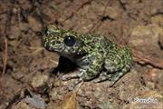 2013年4月19日 オキナワイシカワガエル 沖縄本島北部