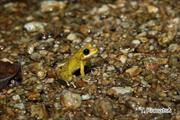 2013年6月29日 リュウキュウカジカガエル 沖縄本島北部