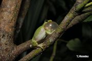 2014年5月5日 ハロウェルアマガエル 沖縄本島北部